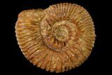 Callovian Ammonite (Reineckia) Fossil - France #153159-1